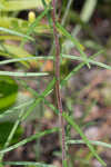 Florida false sunflower